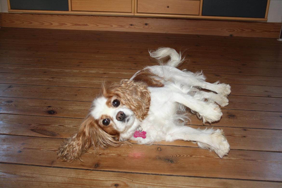 Cavalier king charles spaniel Angel - I tricket "sov". ;D billede 8