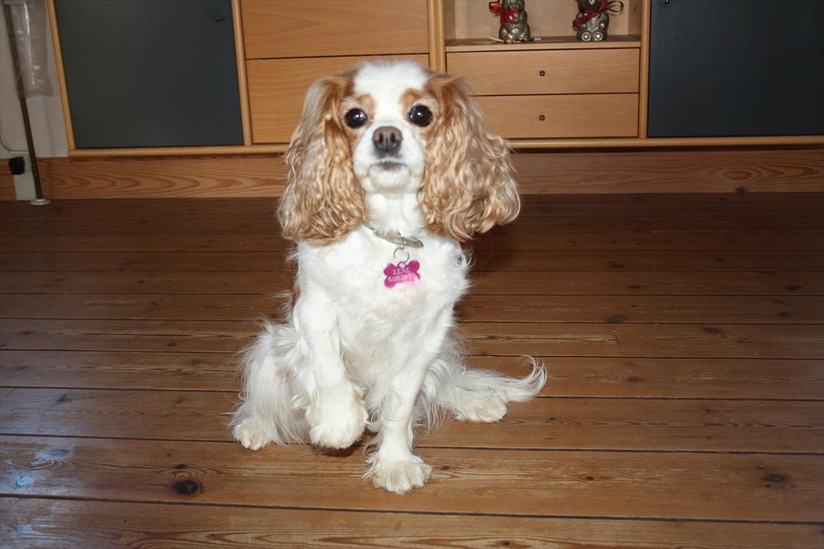Cavalier king charles spaniel Angel - Gi' pote ;) billede 10