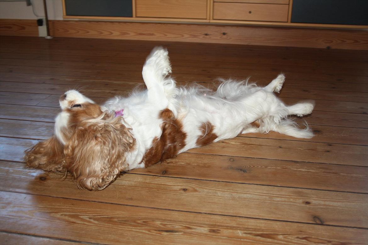 Cavalier king charles spaniel Angel - Her ruller vi rundt billede 11