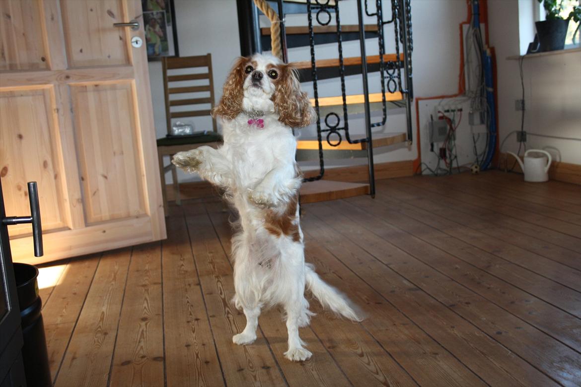 Cavalier king charles spaniel Angel - I kommandoen "op", hun kan også gå nogle skirdt frem :) billede 12