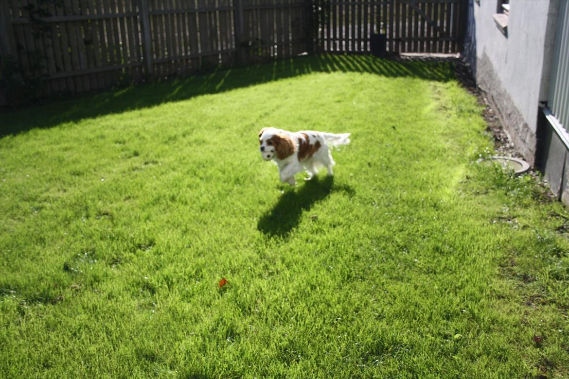 Cavalier king charles spaniel Angel billede 13