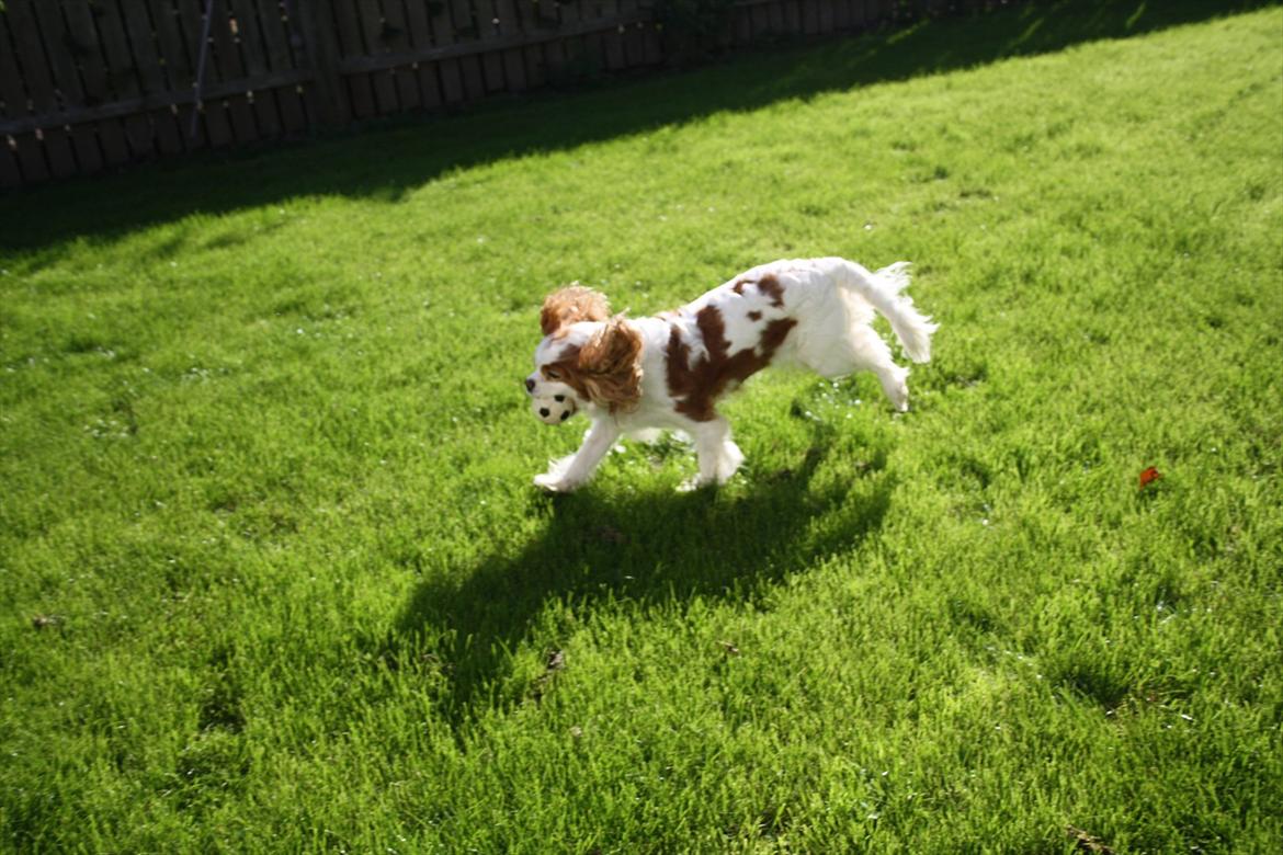 Cavalier king charles spaniel Angel billede 14