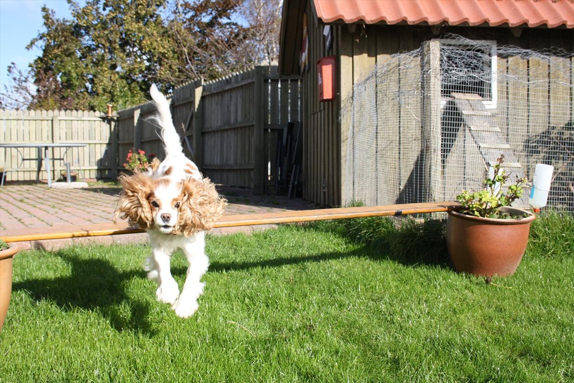 Cavalier king charles spaniel Angel - "Nu kommer jeg" billede 15