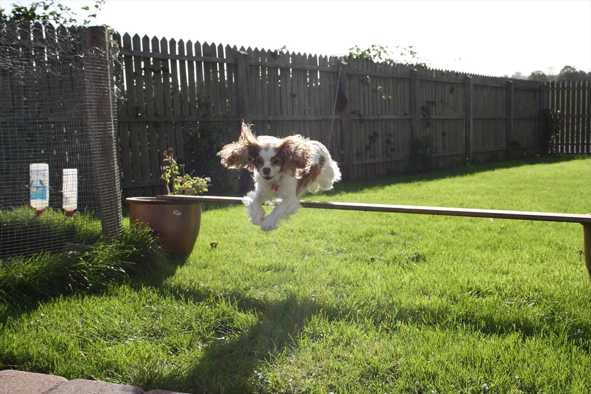 Cavalier king charles spaniel Angel billede 16