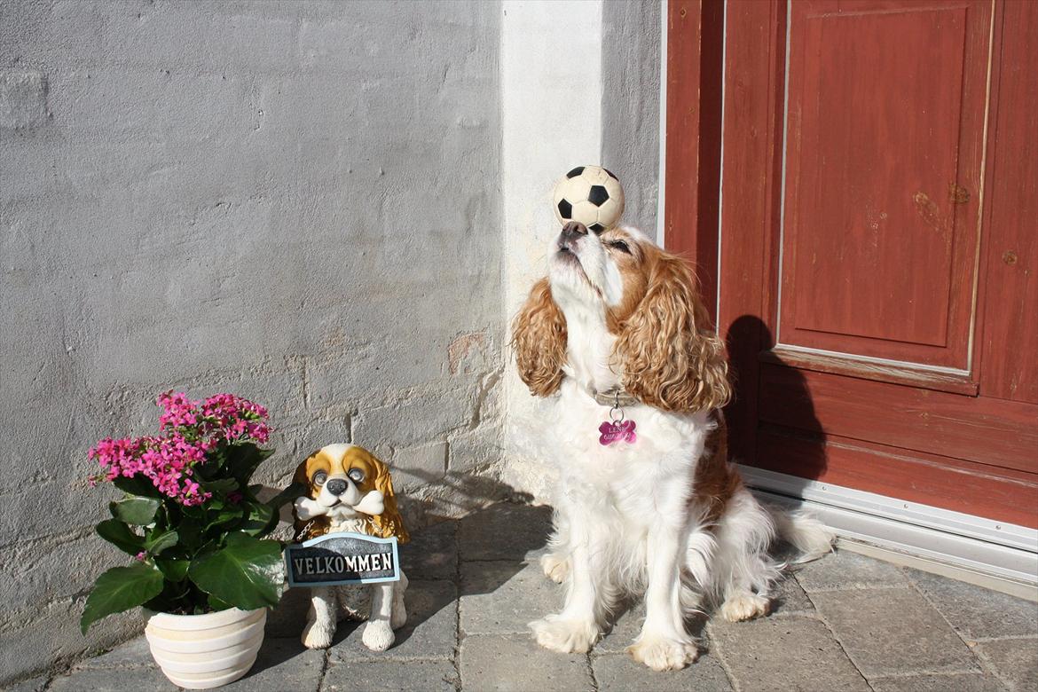 Cavalier king charles spaniel Angel - Sikke du kan balancere som søløverne ;) Dygtig pige billede 9