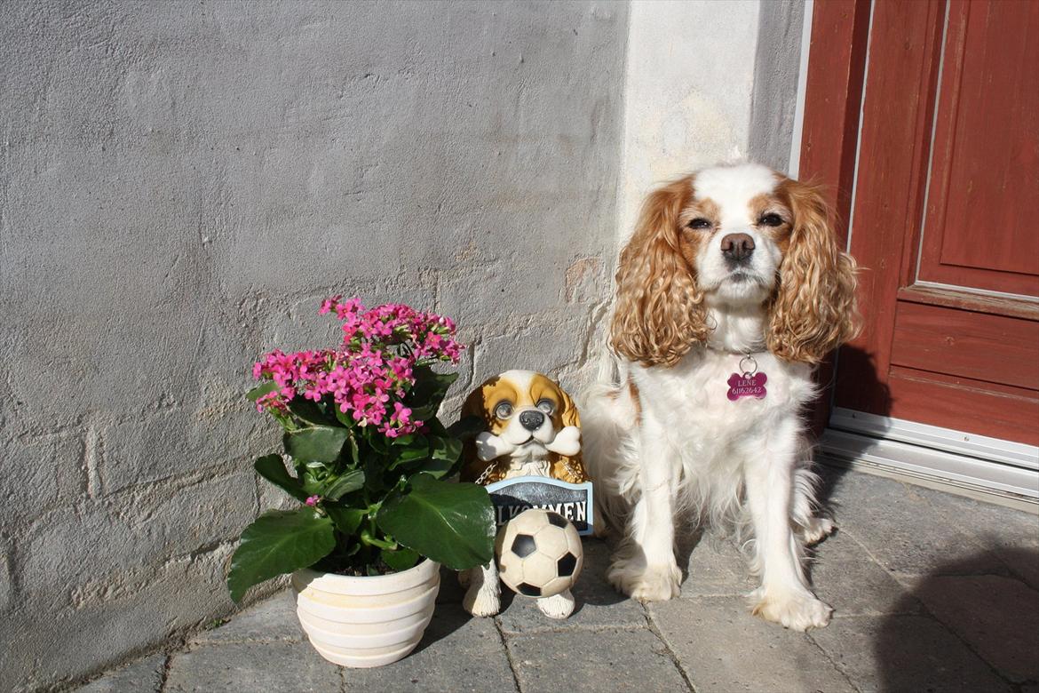 Cavalier king charles spaniel Angel billede 17