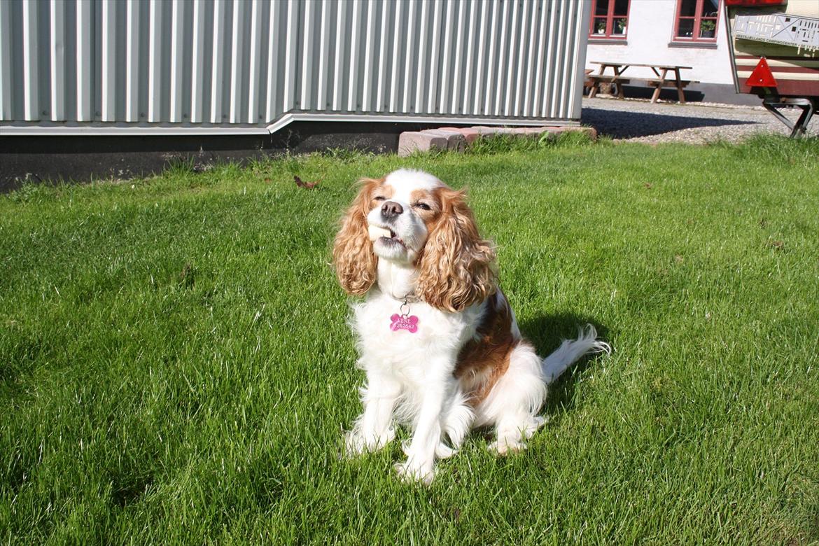 Cavalier king charles spaniel Angel - Også en af de ting Angel har lært; at holde noget i munden uden at spise det endtil jeg siger :"hver så god". billede 18