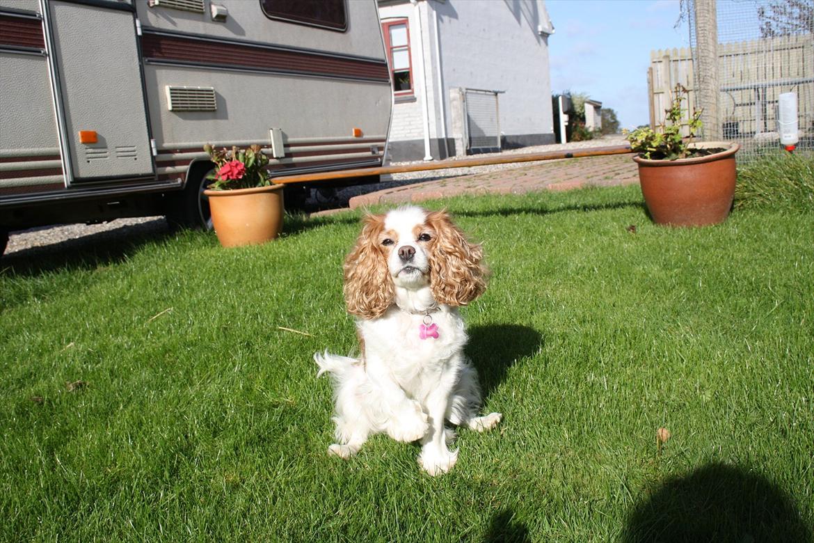 Cavalier king charles spaniel Angel billede 19