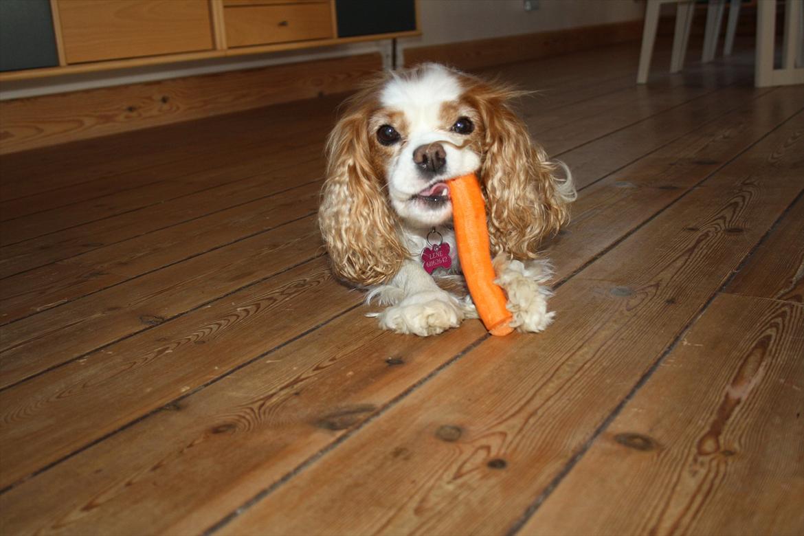 Cavalier king charles spaniel Angel - Det er godt med en hund der kan lide de sunde sager ;D billede 5