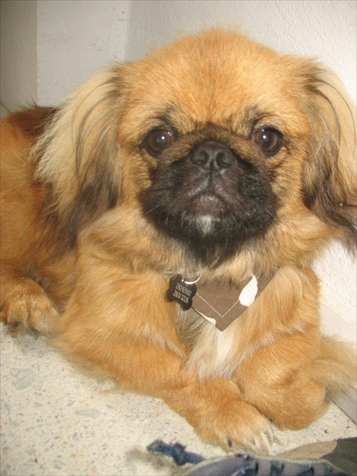 Pekingeser Manse billede 14