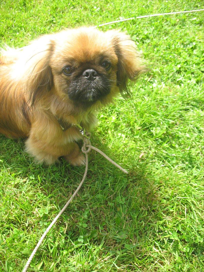 Pekingeser Manse billede 15