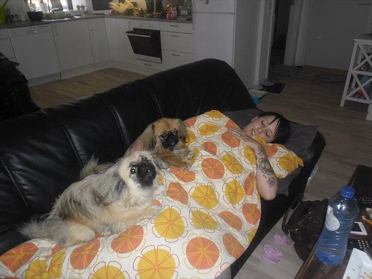 Pekingeser Manse billede 16