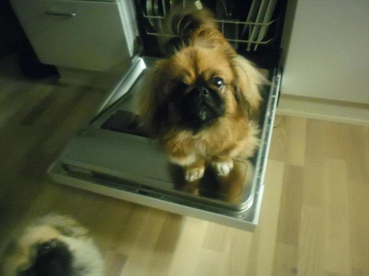 Pekingeser Manse billede 17