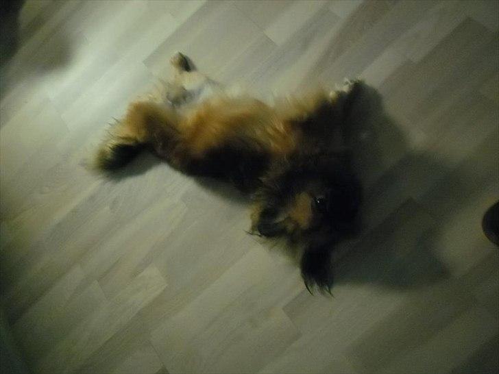 Pekingeser Manse billede 18