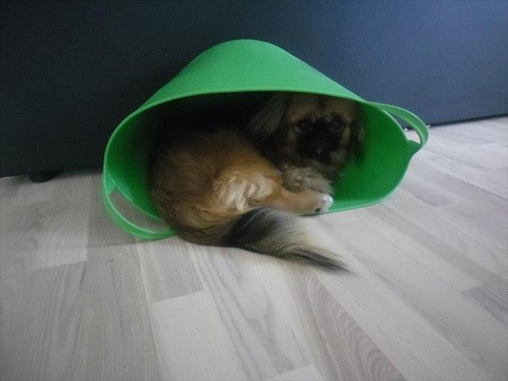 Pekingeser Manse billede 19