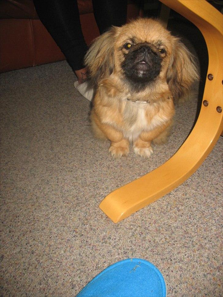 Pekingeser Manse billede 20