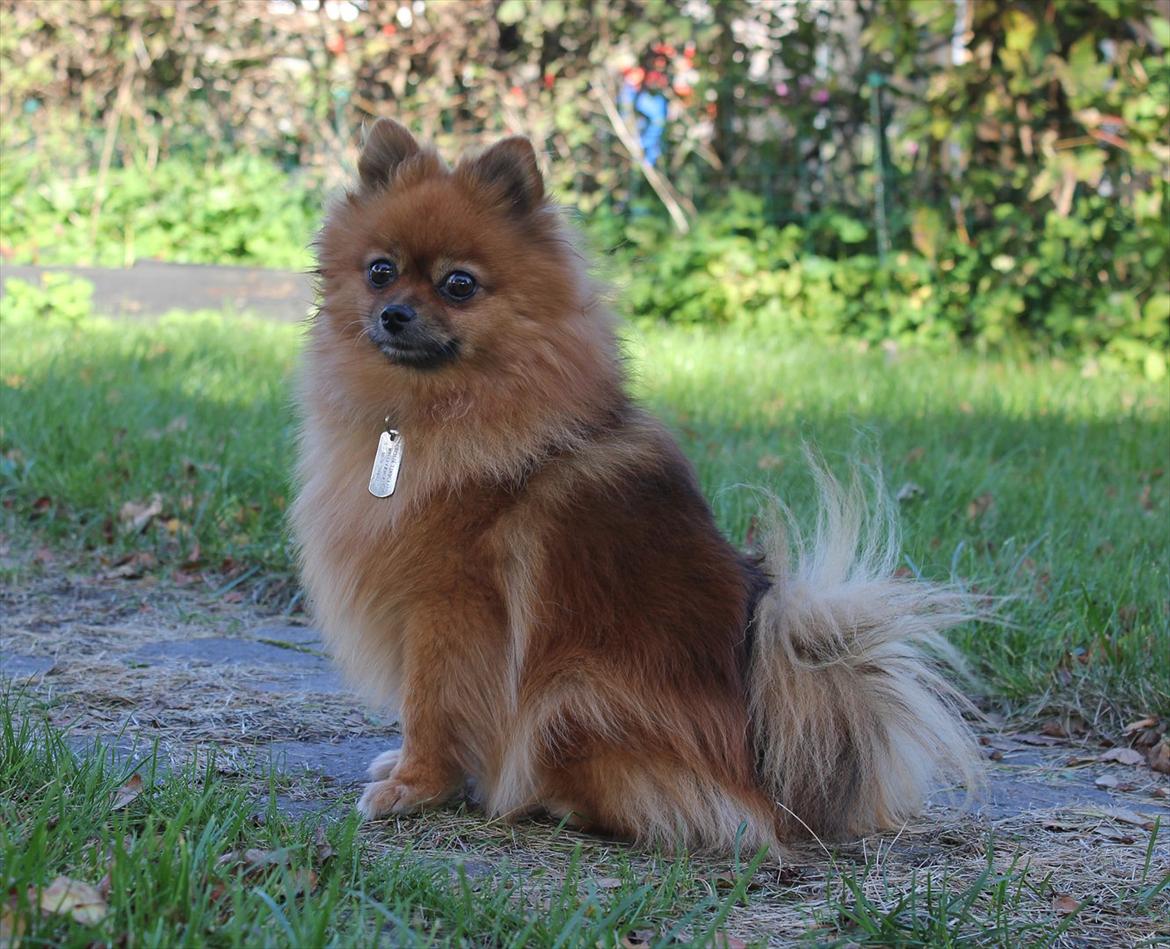 Pomeranian Bianca billede 6