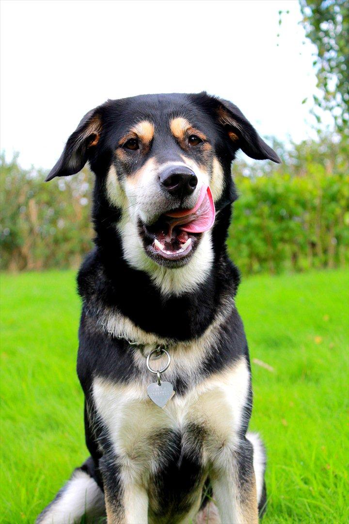Blanding af racer Akeela - Dette billede er taget af mig :-)
Billedet kommer i Bestfriend hundekalender, på bagsiden :-) billede 29