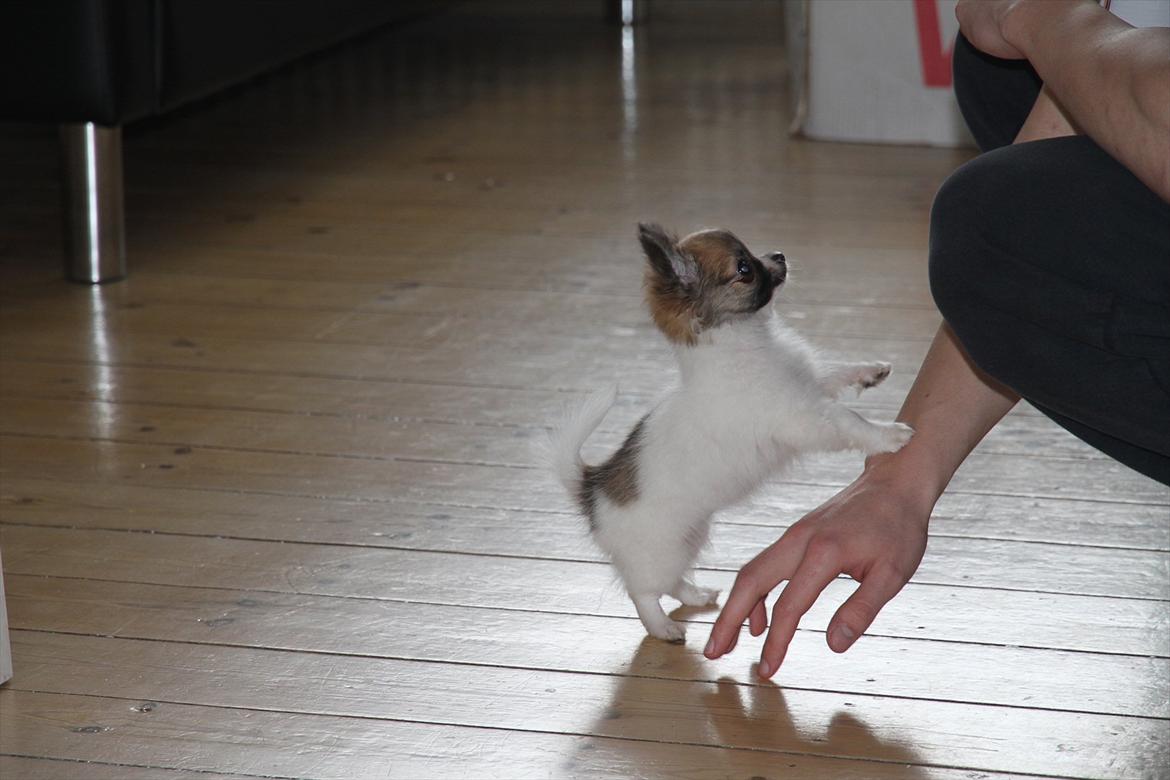 Chihuahua House Of Holtens Brise (Nellie) billede 16