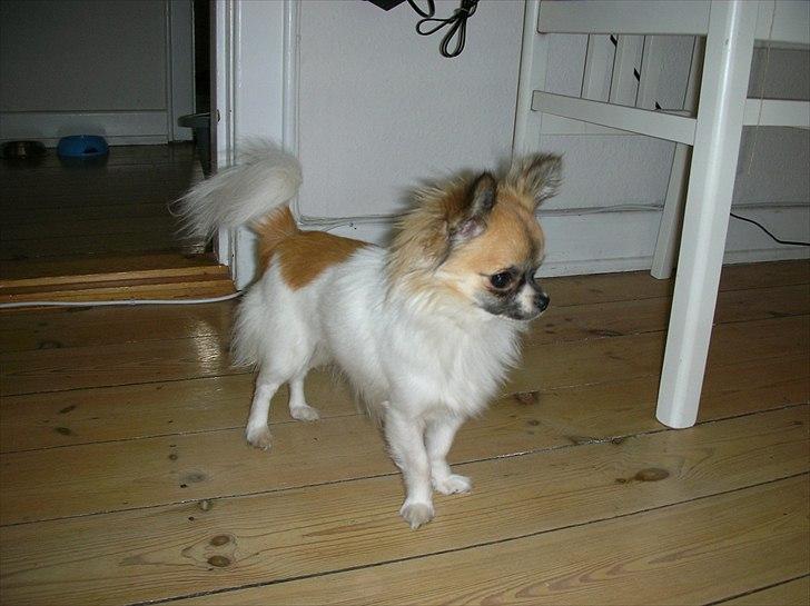 Chihuahua House Of Holtens Brise (Nellie) billede 7