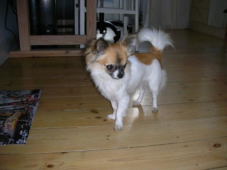 Chihuahua House Of Holtens Brise (Nellie) billede 8