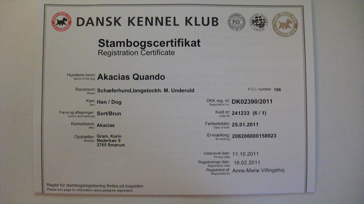 Schæferhund Akacias Quando - Så fik man endelig ændret stamtavlen. Så nu er vores schæferdyr, klassificeret som langstockhåret ;) billede 21