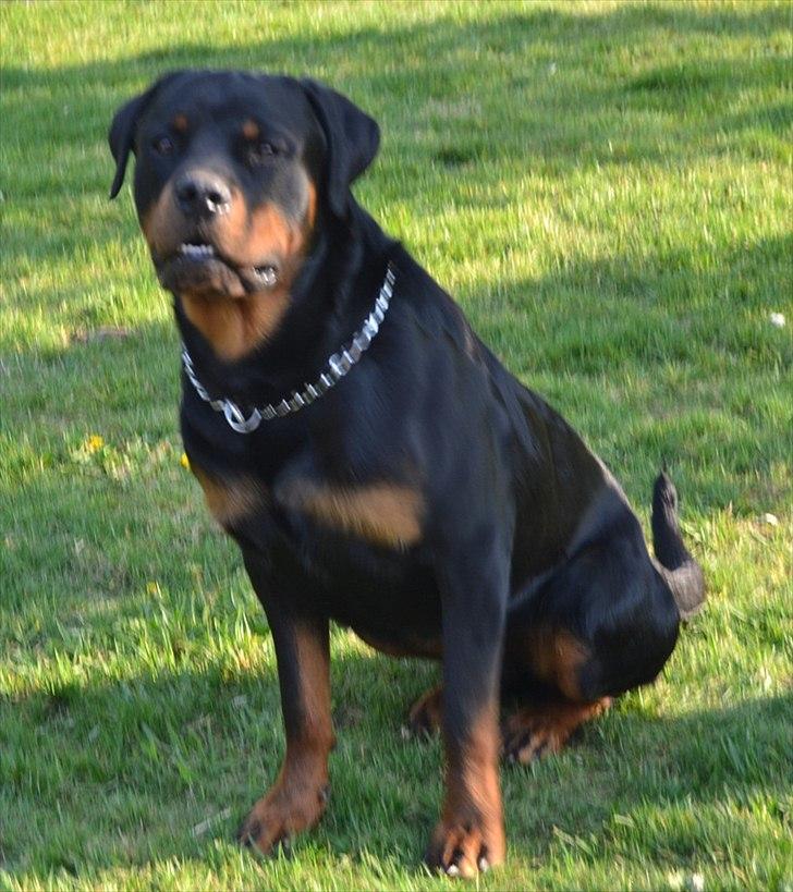 Rottweiler Paw - et af dagstimernes stille tider billede 1