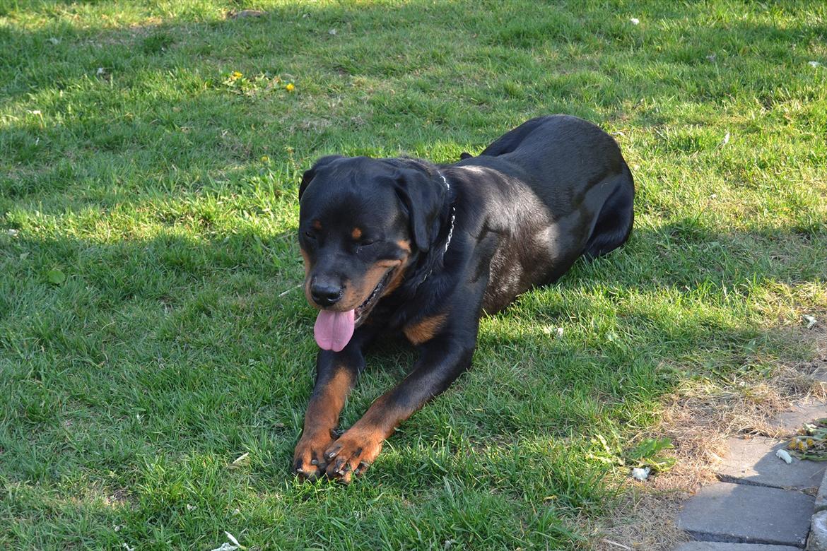 Rottweiler Paw billede 2