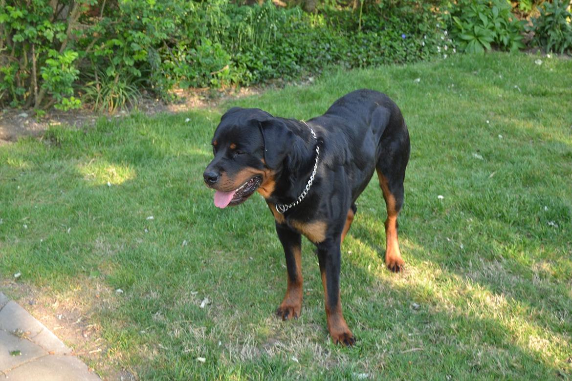 Rottweiler Paw billede 3