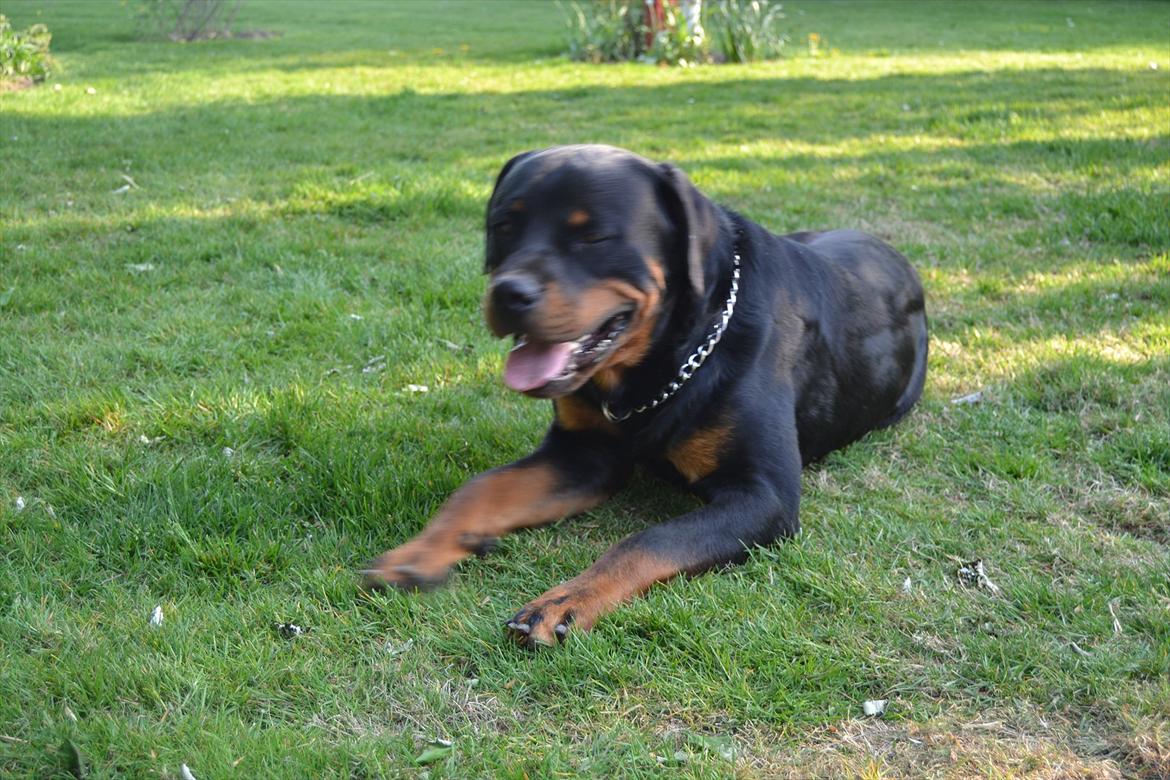 Rottweiler Paw billede 4