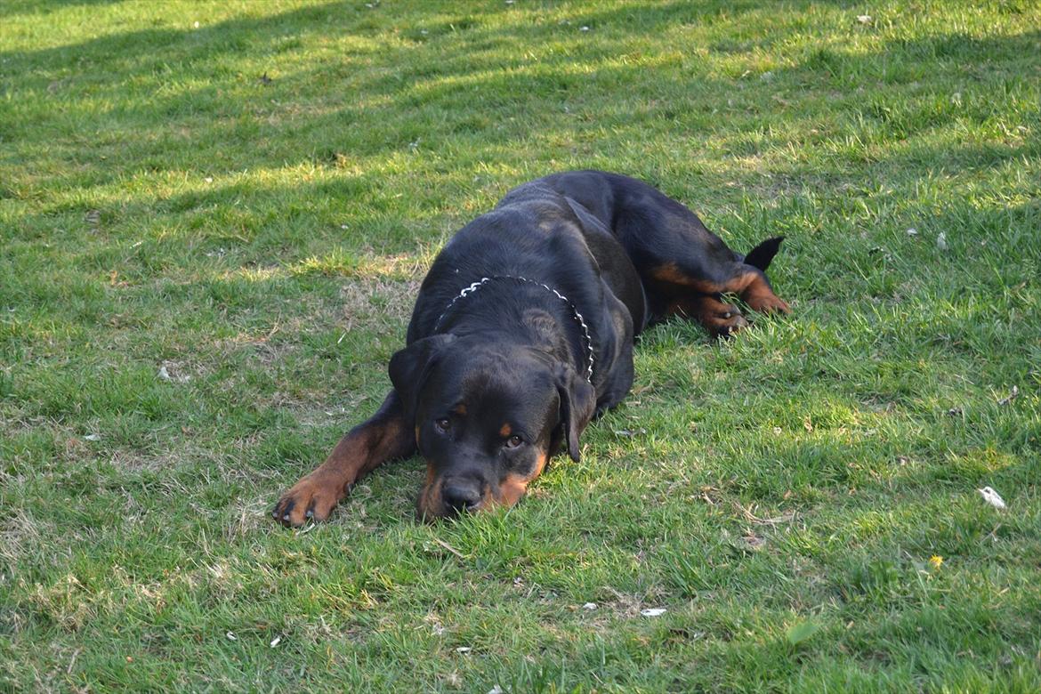 Rottweiler Paw billede 5