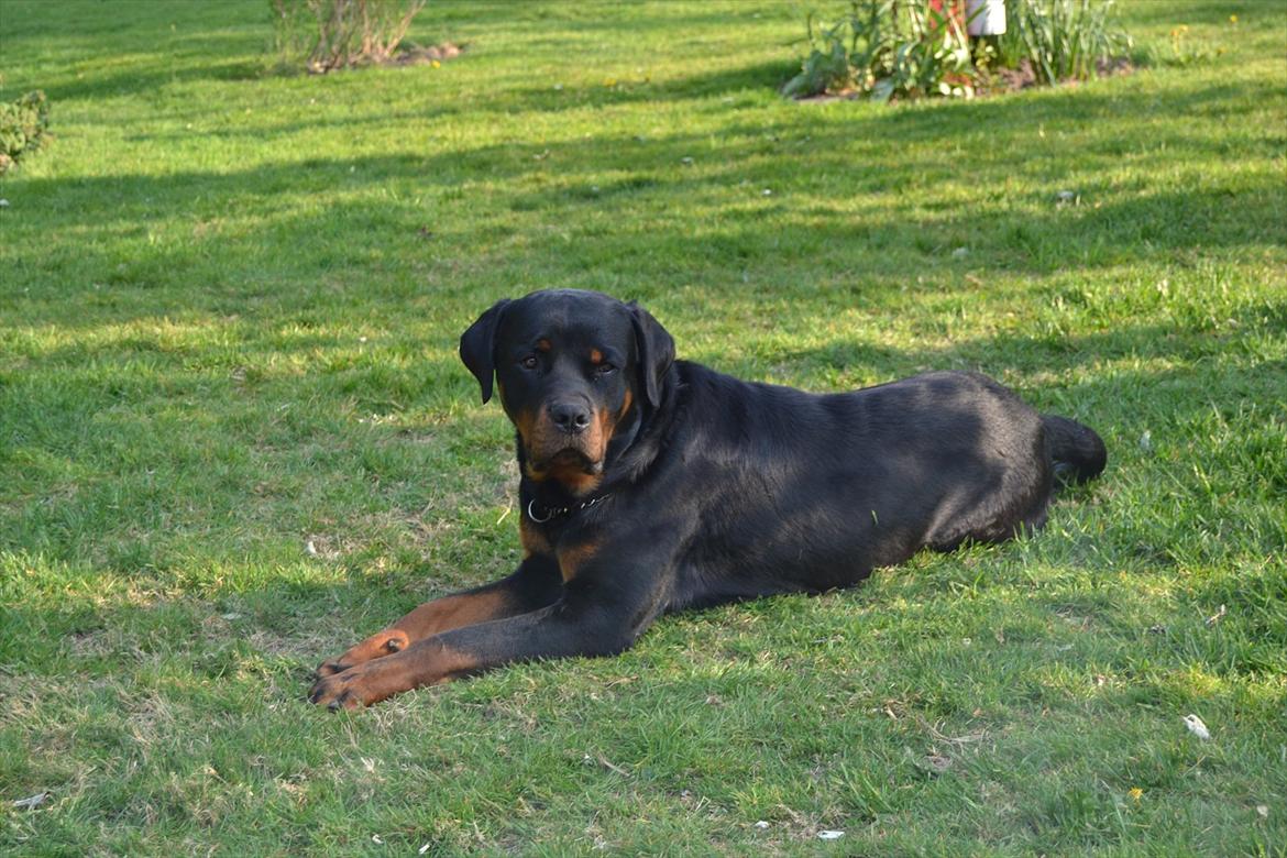 Rottweiler Paw billede 6
