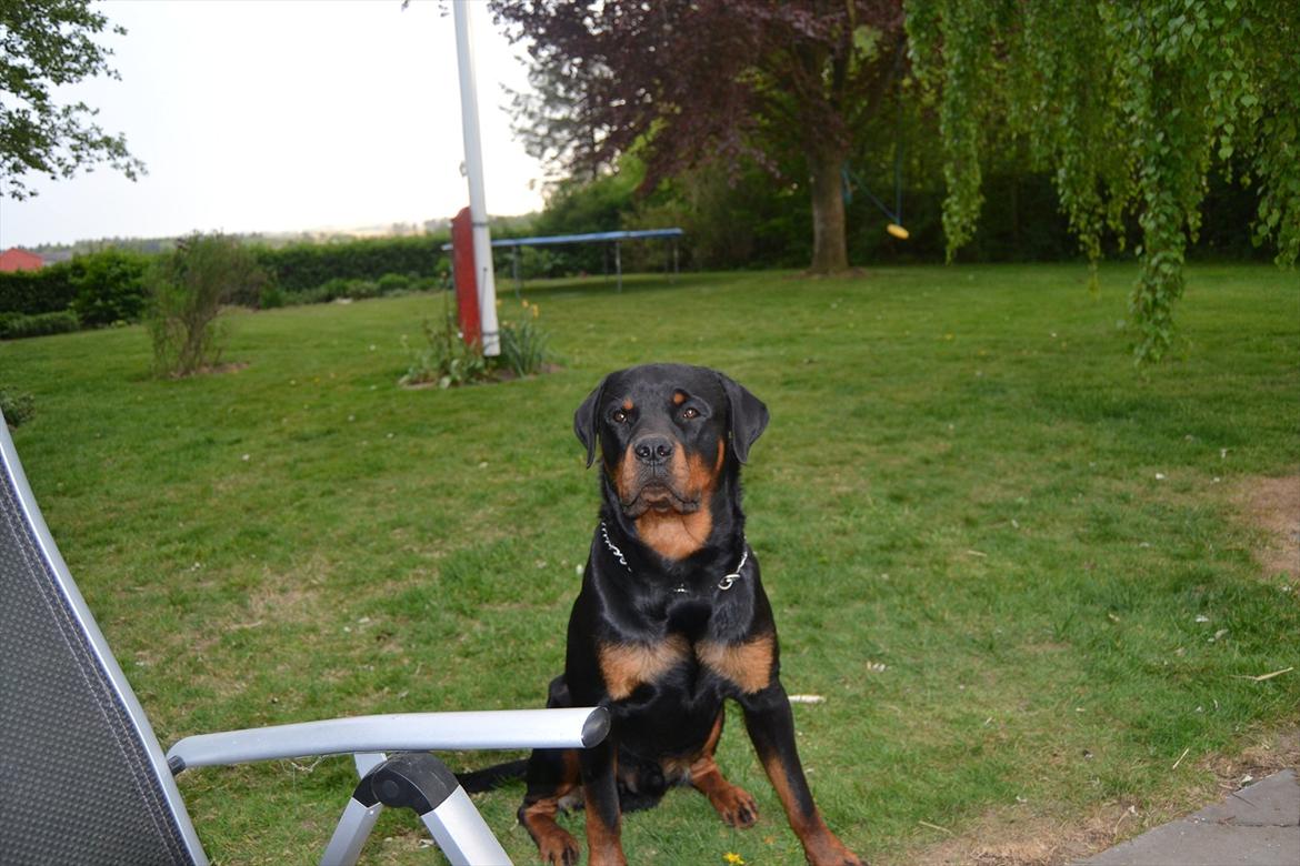 Rottweiler Paw billede 7