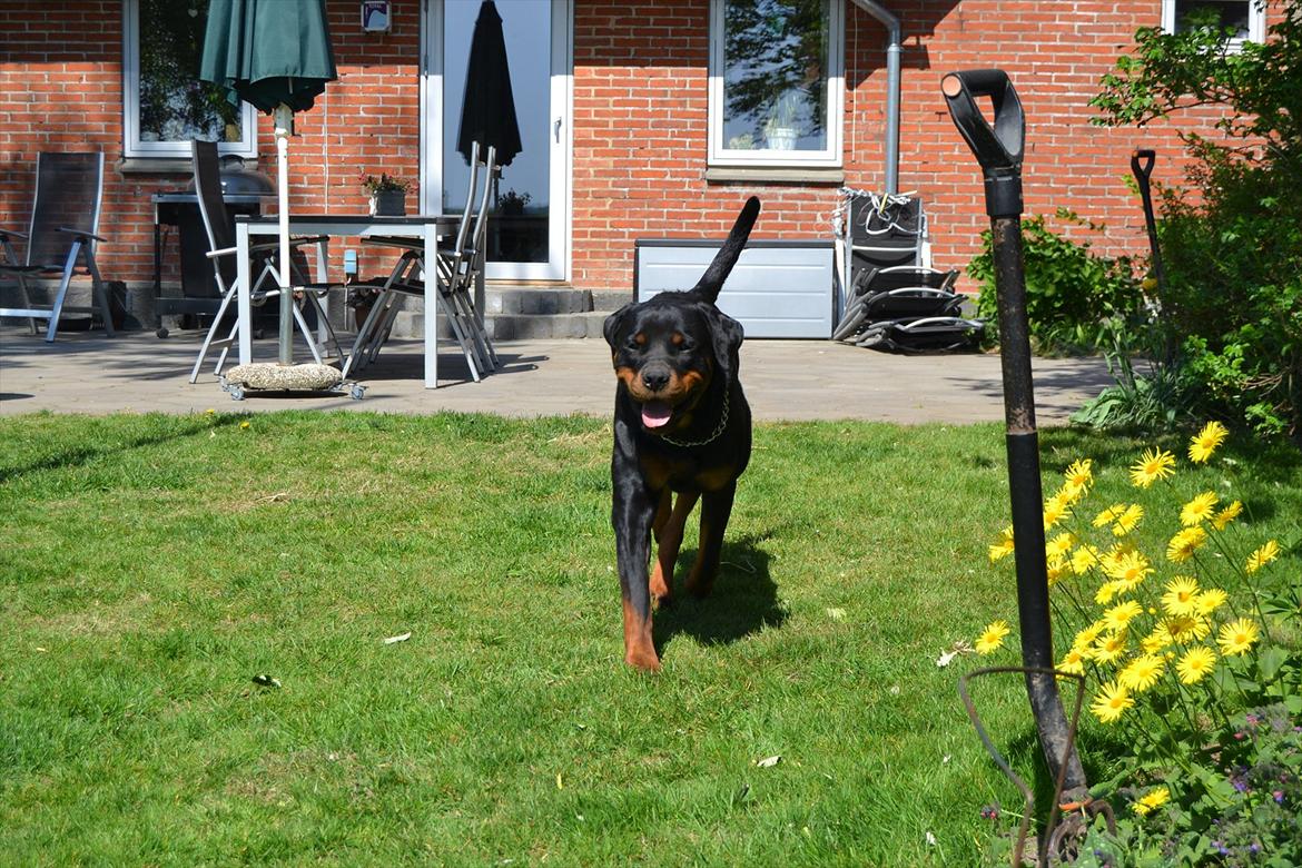 Rottweiler Paw billede 9