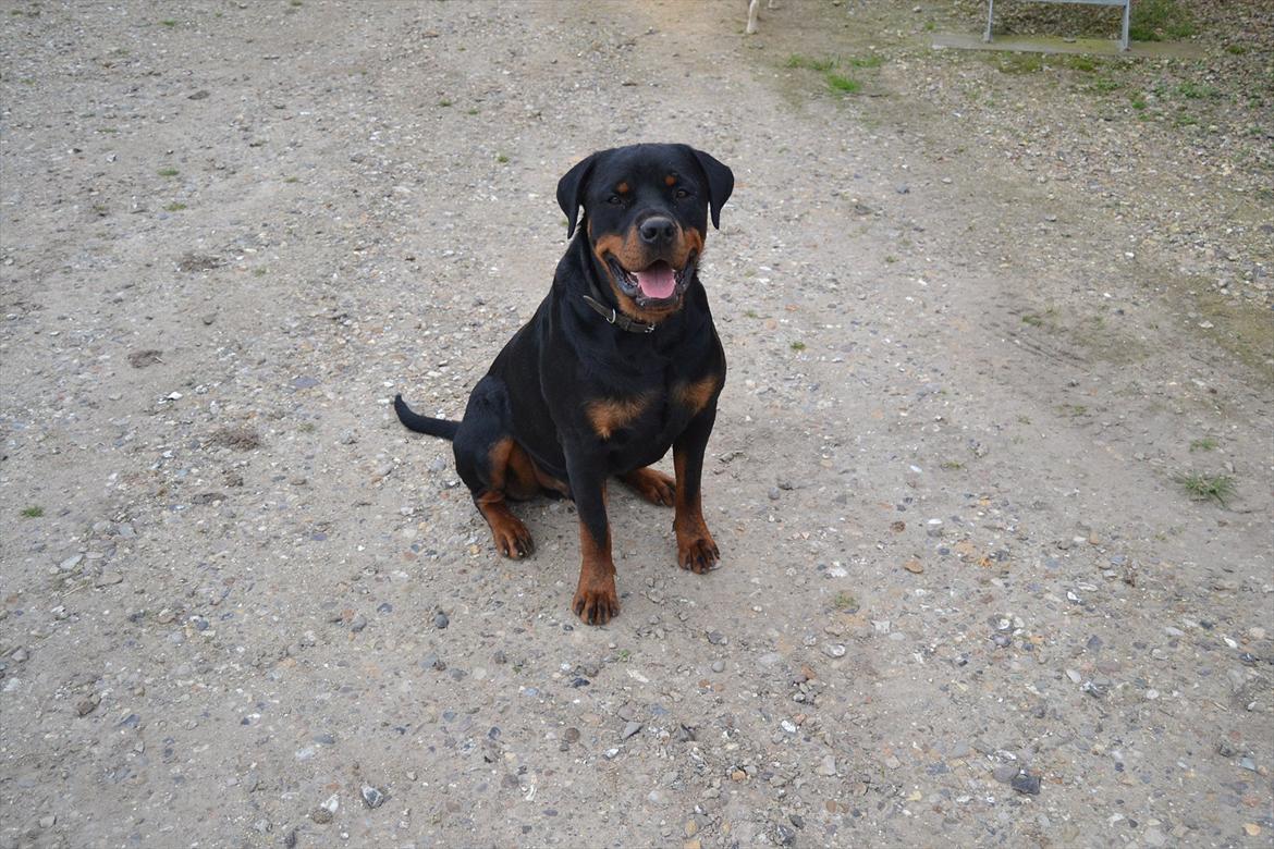 Rottweiler Paw billede 10