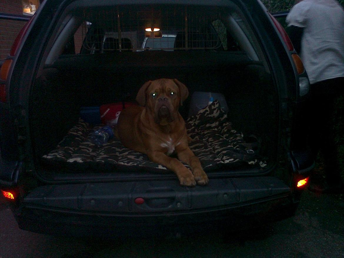 Dogue de bordeaux King ( R.I.P.) billede 1