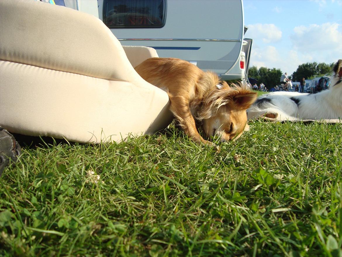 Chihuahua Emma billede 12