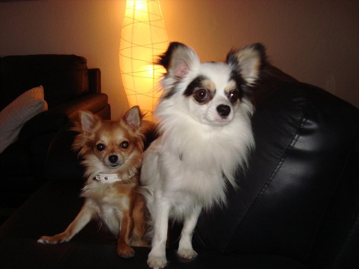 Chihuahua Emma billede 13