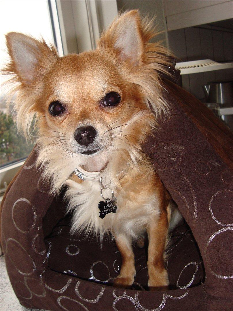 Chihuahua Emma billede 14