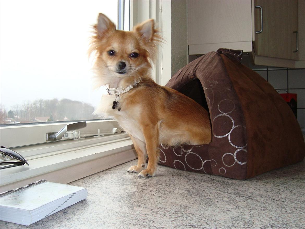 Chihuahua Emma billede 15