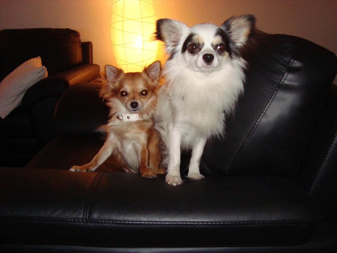 Chihuahua Kalle billede 18