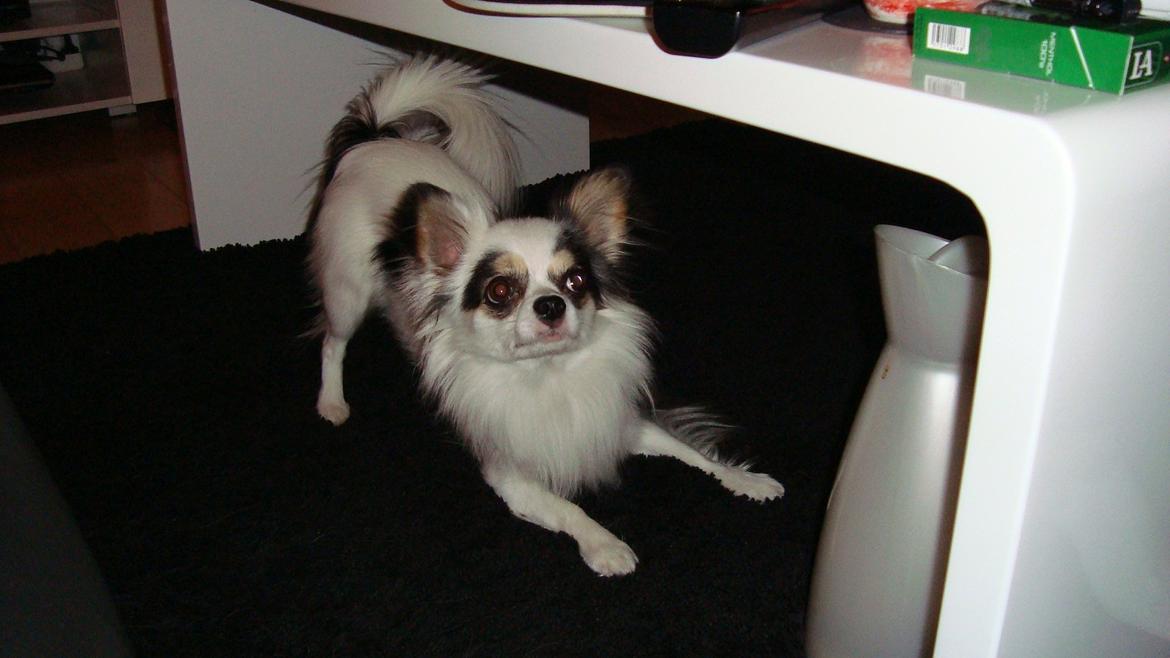 Chihuahua Kalle billede 19