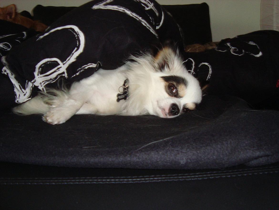 Chihuahua Kalle billede 20