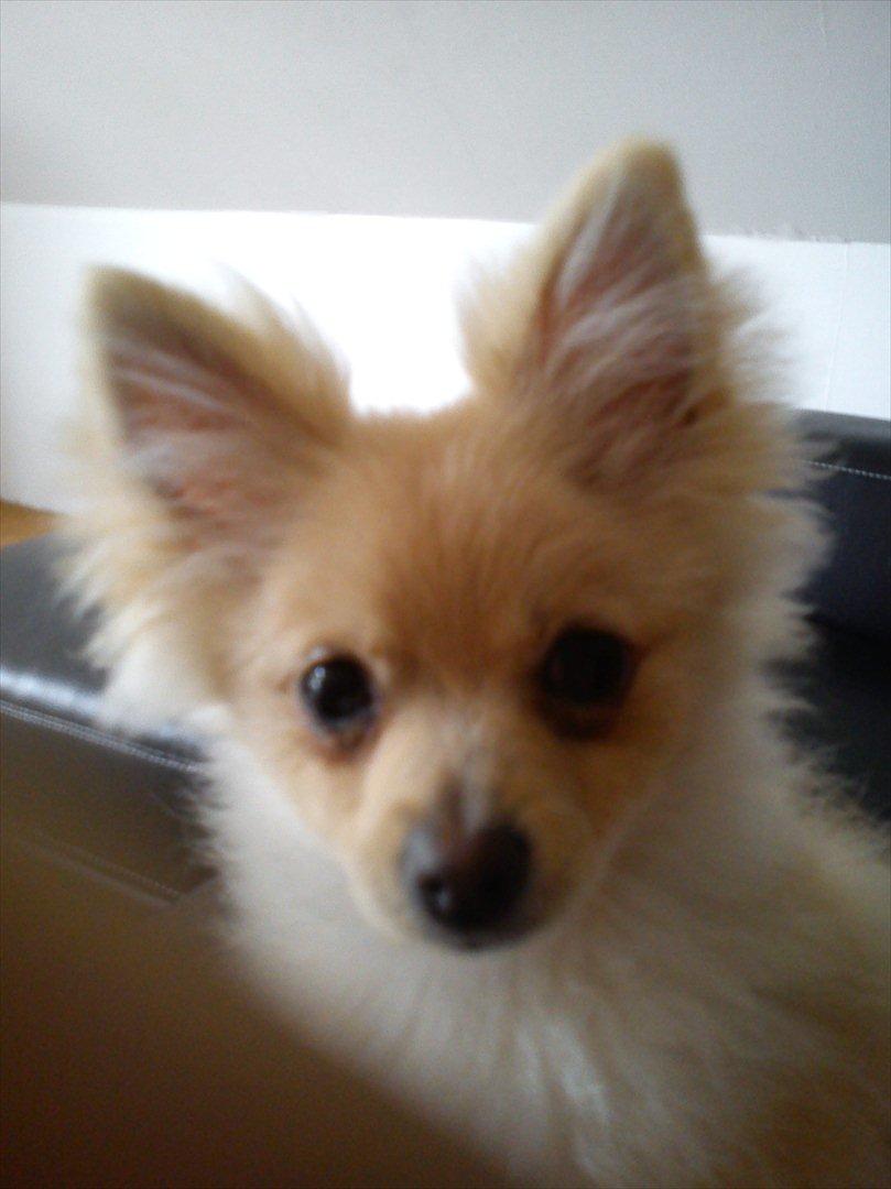 Pomeranian Luca - :o) billede 7