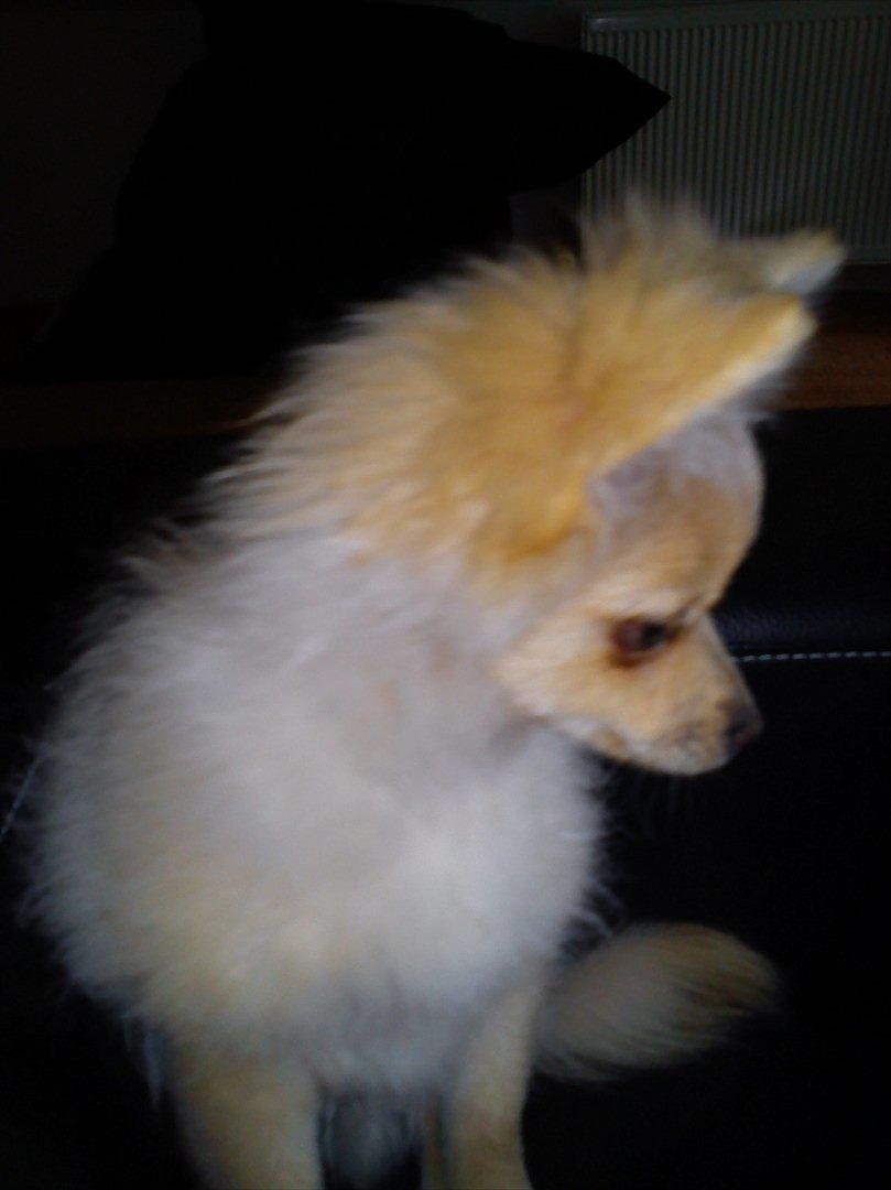 Pomeranian Luca - Hvad kigger du på ven? billede 8