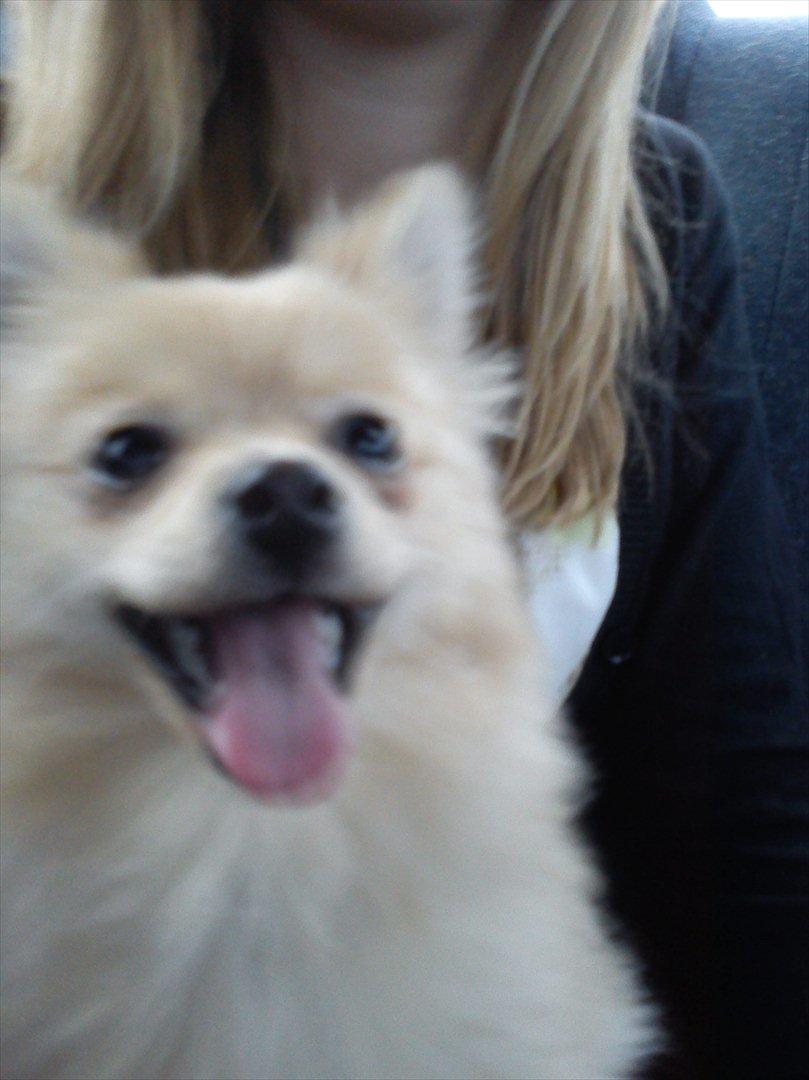 Pomeranian Luca - Sådan ser han ud i bilen :oP billede 9