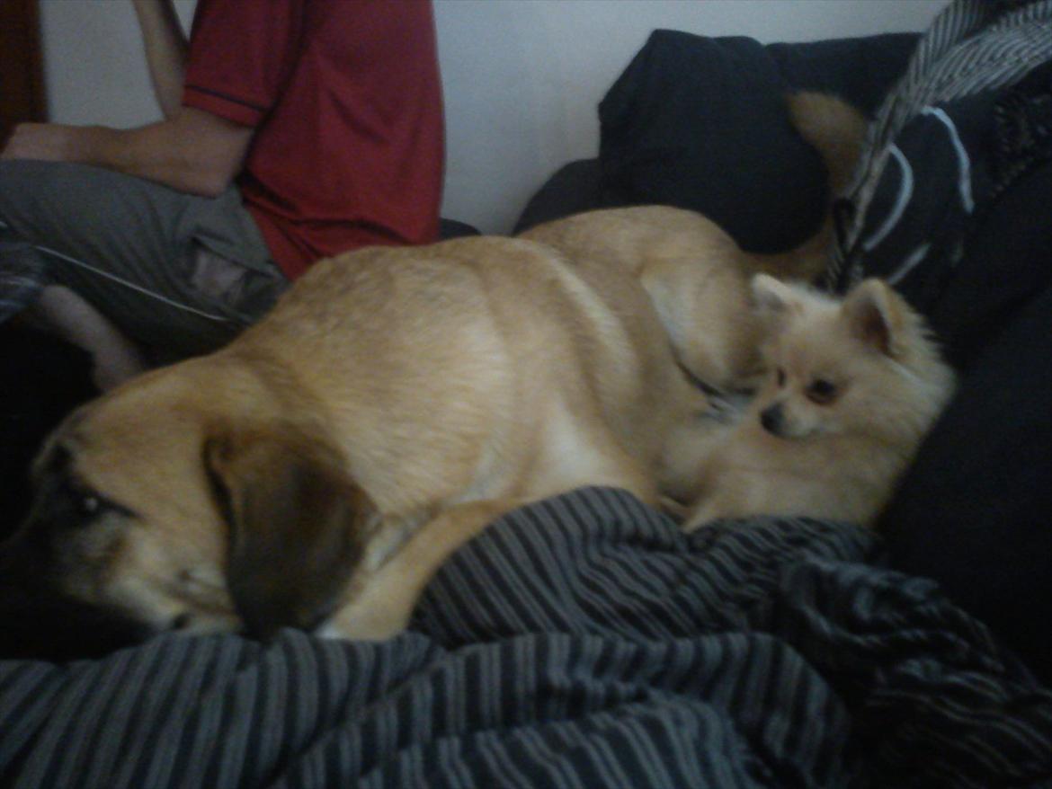 Pomeranian Luca - Saint bernard og Pomaraniaer er de perfekte par! <3 billede 10