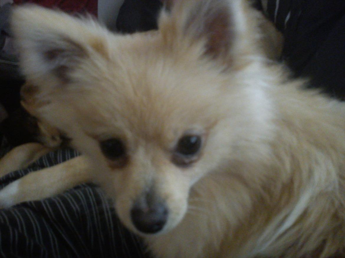 Pomeranian Luca - Han putter bare såå meget :o) billede 11