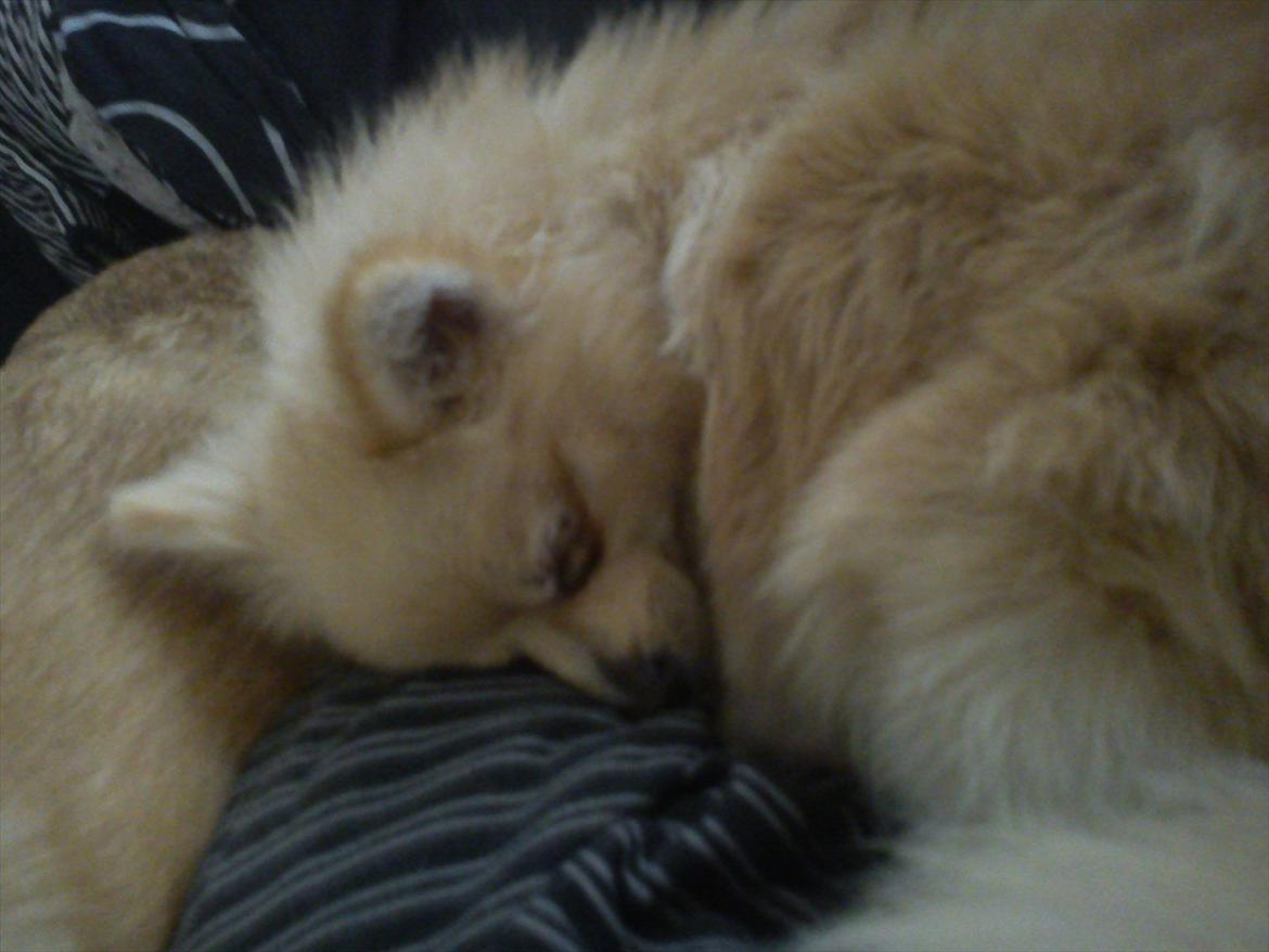 Pomeranian Luca - Lille søde Luca med Store Nanna :oP billede 12