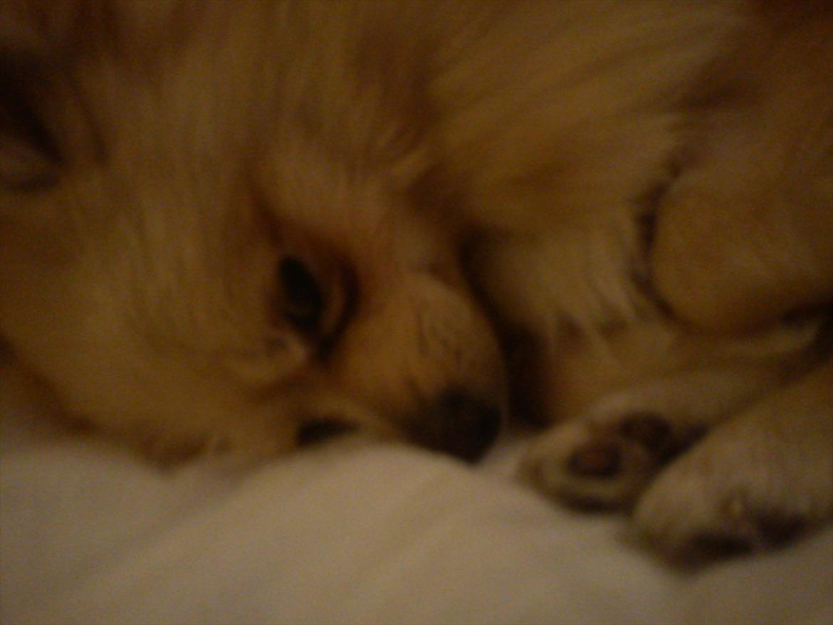 Pomeranian Luca - Der sover han næsten... billede 13